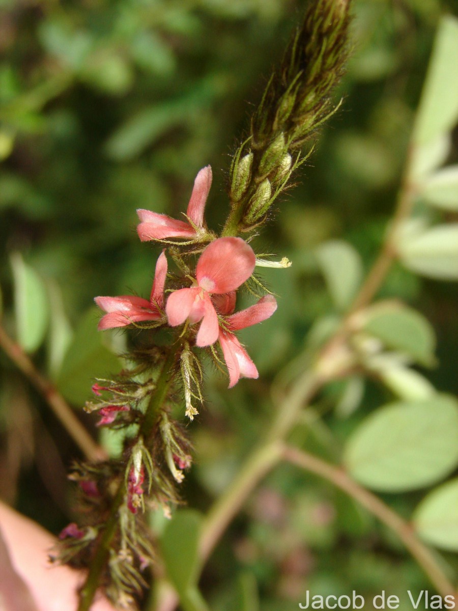 Indigofera hirsuta L.